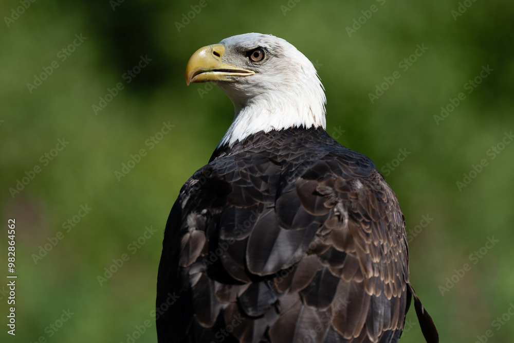 Photo by Lea Tyrrell | Available via Adobe Stock Images