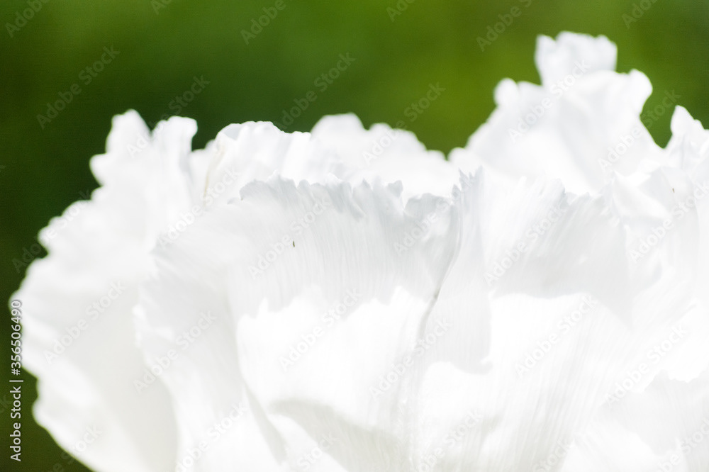 Photo by Lea Tyrrell | Available via Adobe Stock Images