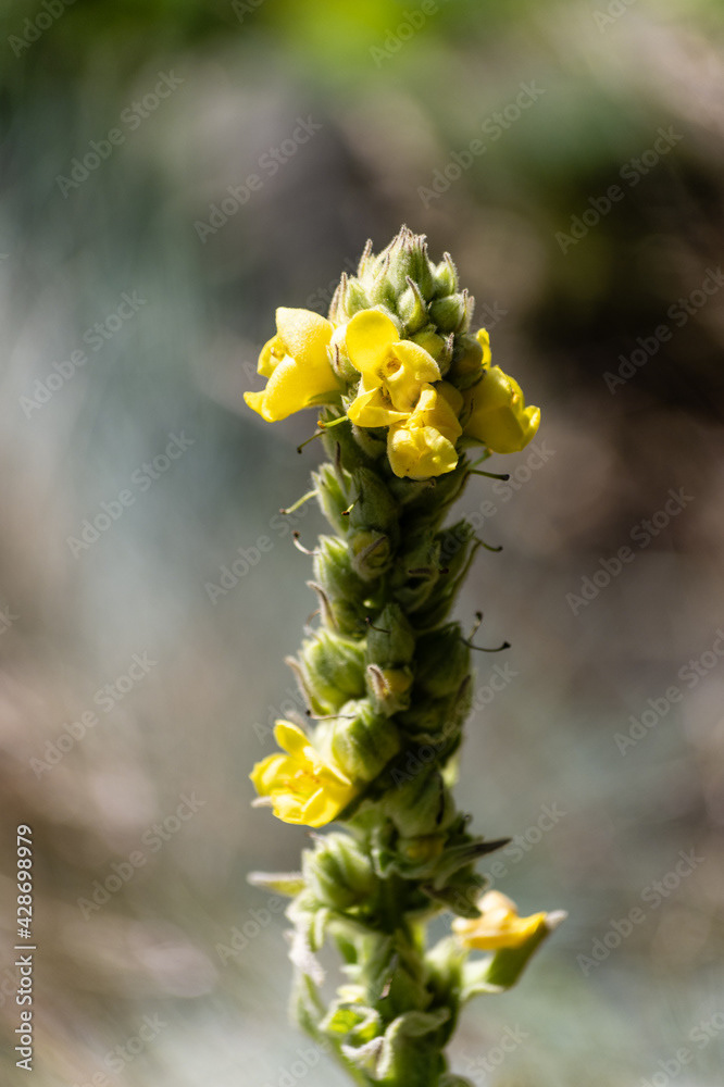 Photo by Lea Tyrrell | Available via Adobe Stock Images