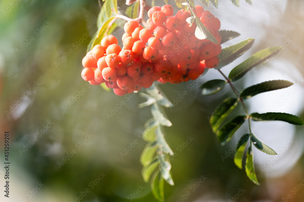 Photo by Lea Tyrrell | Available via Adobe Stock Images