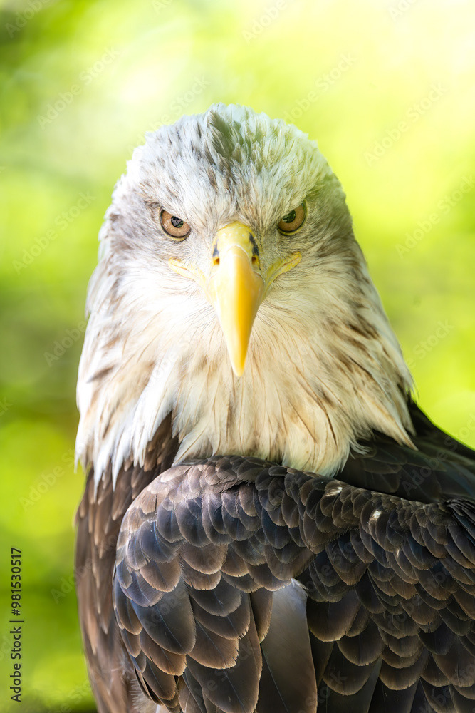 Photo by Lea Tyrrell | Available via Adobe Stock Images