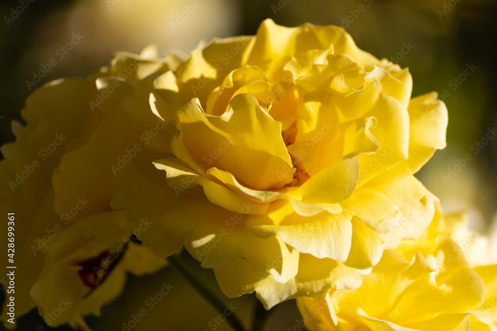 Photo by Lea Tyrrell | Available via Adobe Stock Images