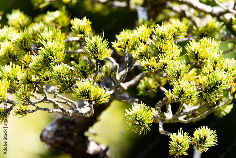 Photo by Lea Tyrrell | Available via Adobe Stock Images