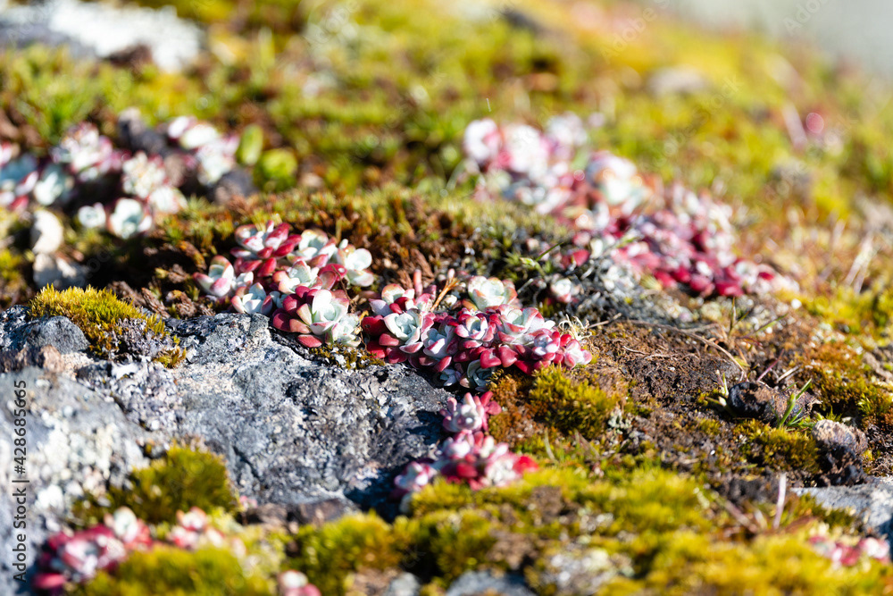 Photo by Lea Tyrrell | Available via Adobe Stock Images