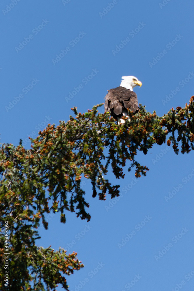 Photo by Lea Tyrrell | Available via Adobe Stock Images