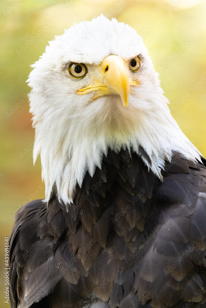 Photo by Lea Tyrrell | Available via Adobe Stock Images