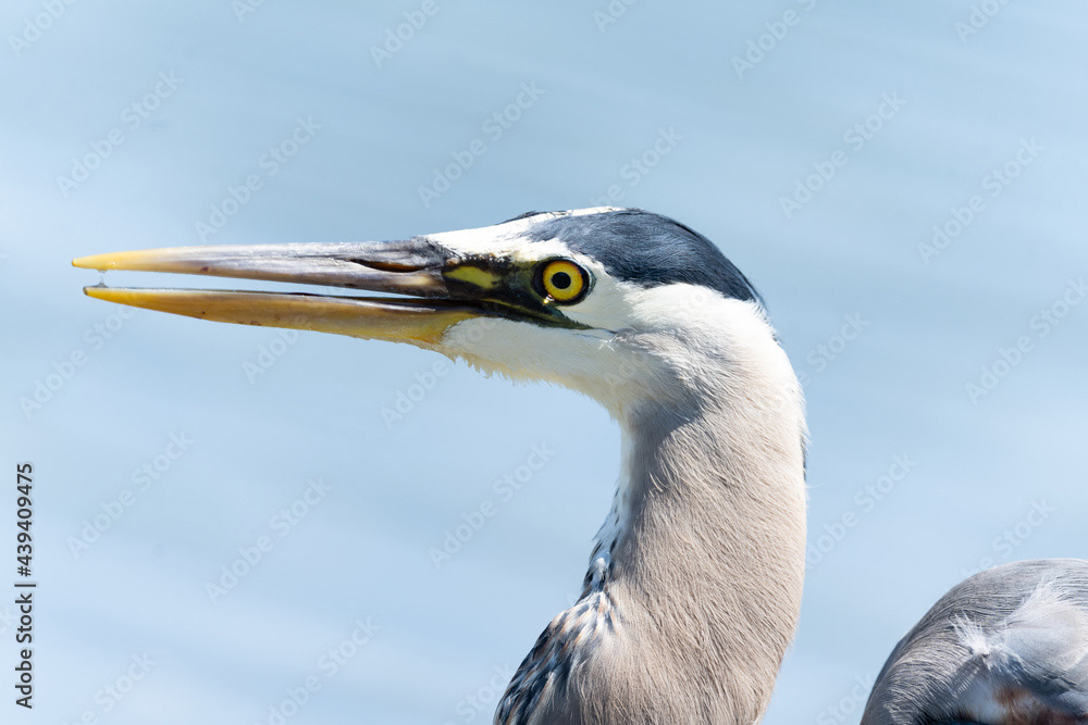 Photo by Lea Tyrrell | Available via Adobe Stock Images