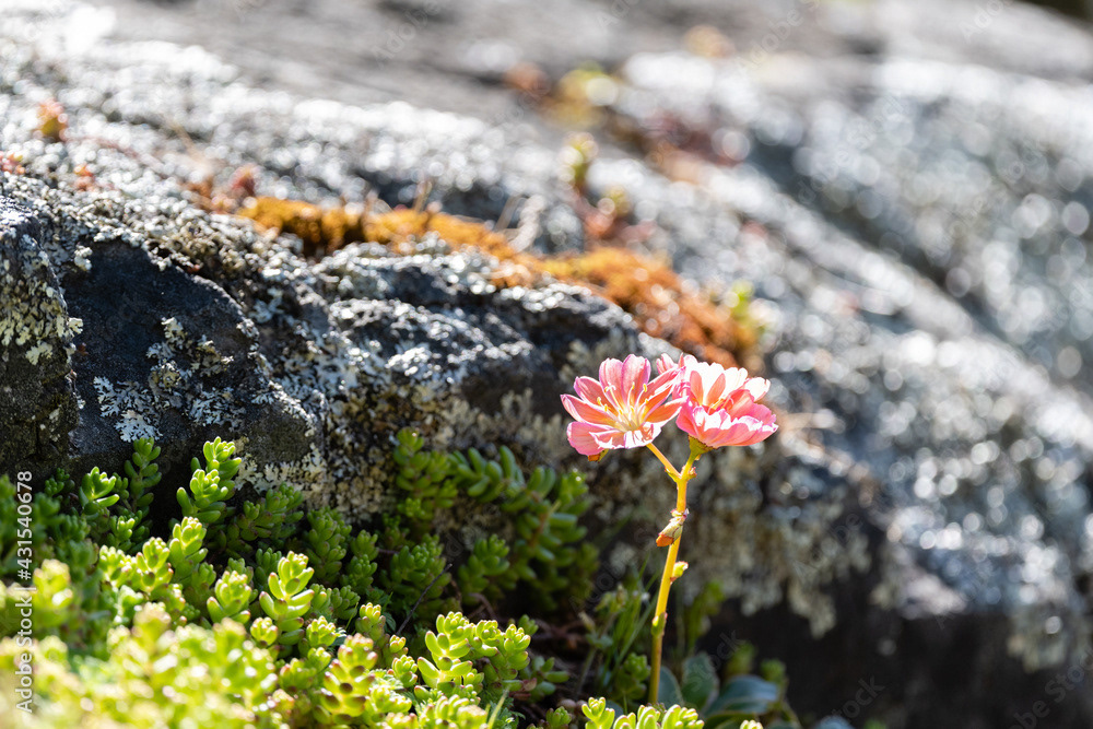 Photo by Lea Tyrrell | Available via Adobe Stock Images