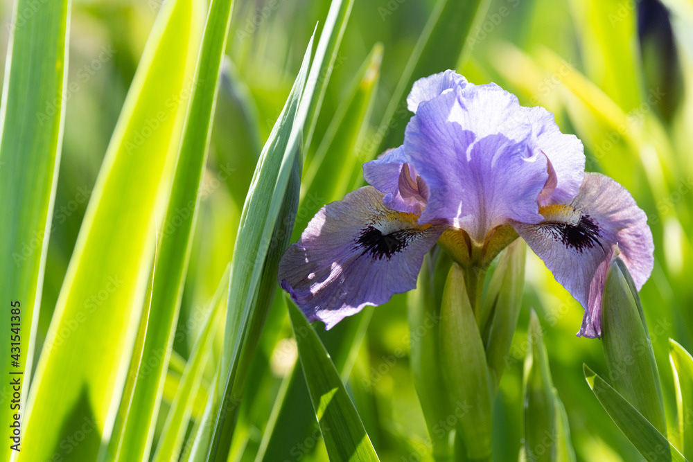 Photo by Lea Tyrrell | Available via Adobe Stock Images