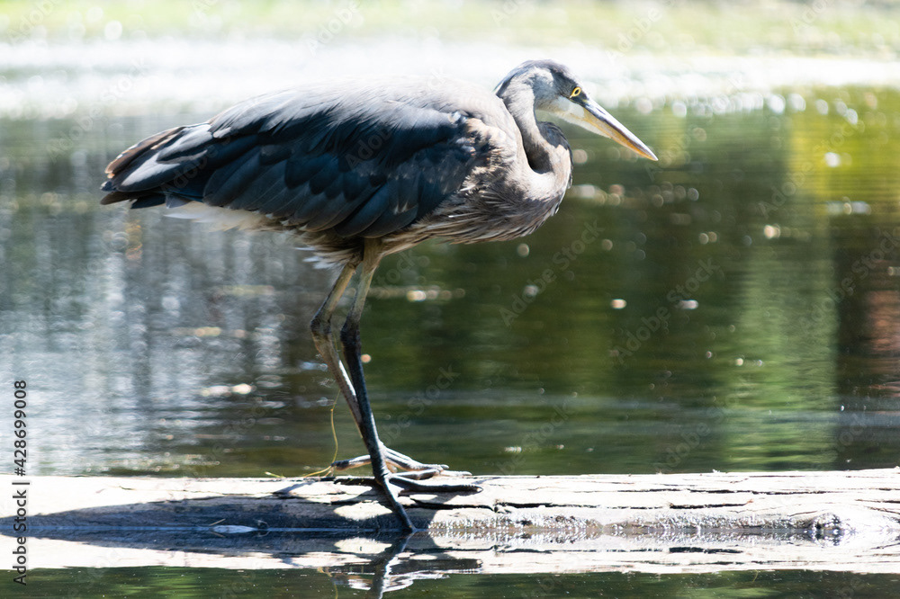 Photo by Lea Tyrrell | Available via Adobe Stock Images