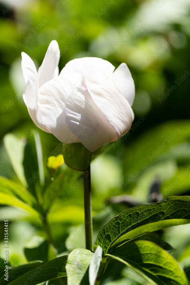 Photo by Lea Tyrrell | Available via Adobe Stock Images