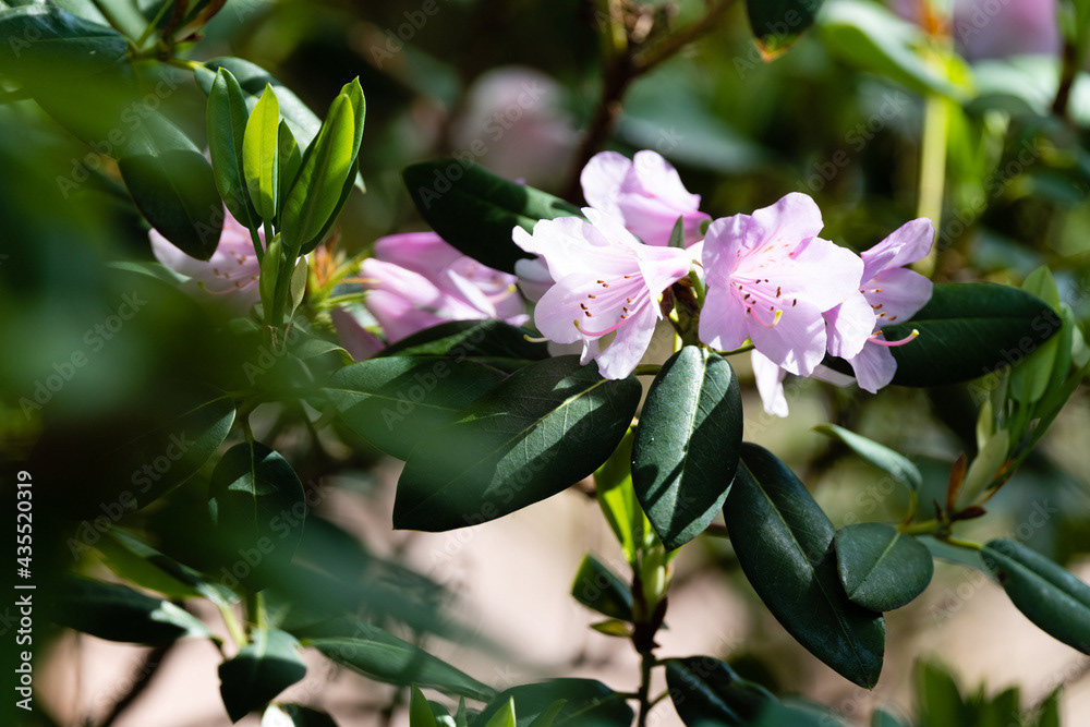 Photo by Lea Tyrrell | Available via Adobe Stock Images