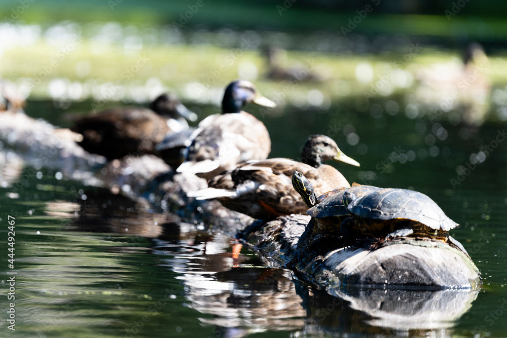 Photo by Lea Tyrrell | Available via Adobe Stock Images