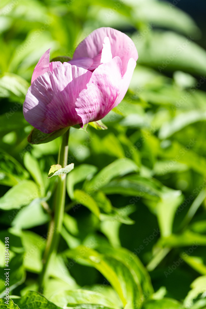 Photo by Lea Tyrrell | Available via Adobe Stock Images
