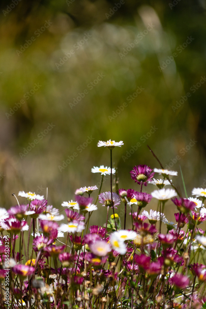 Photo by Lea Tyrrell | Available via Adobe Stock Images