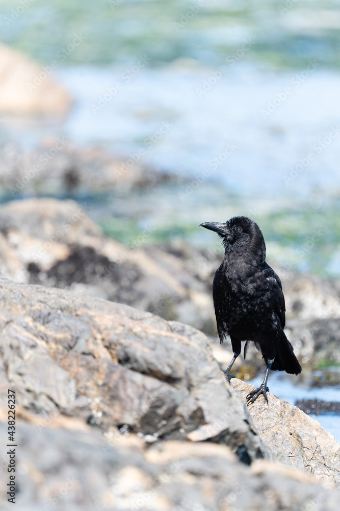 Photo by Lea Tyrrell | Available via Adobe Stock Images