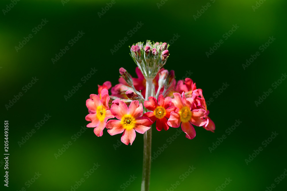 Photo by Lea Tyrrell | Available via Adobe Stock Images