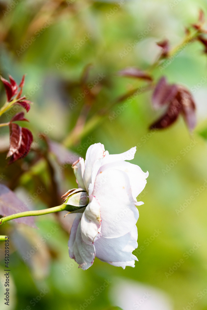 Photo by Lea Tyrrell | Available via Adobe Stock Images