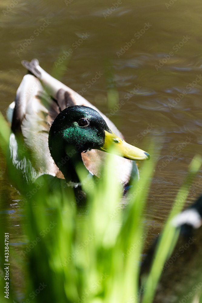 Photo by Lea Tyrrell | Available via Adobe Stock Images