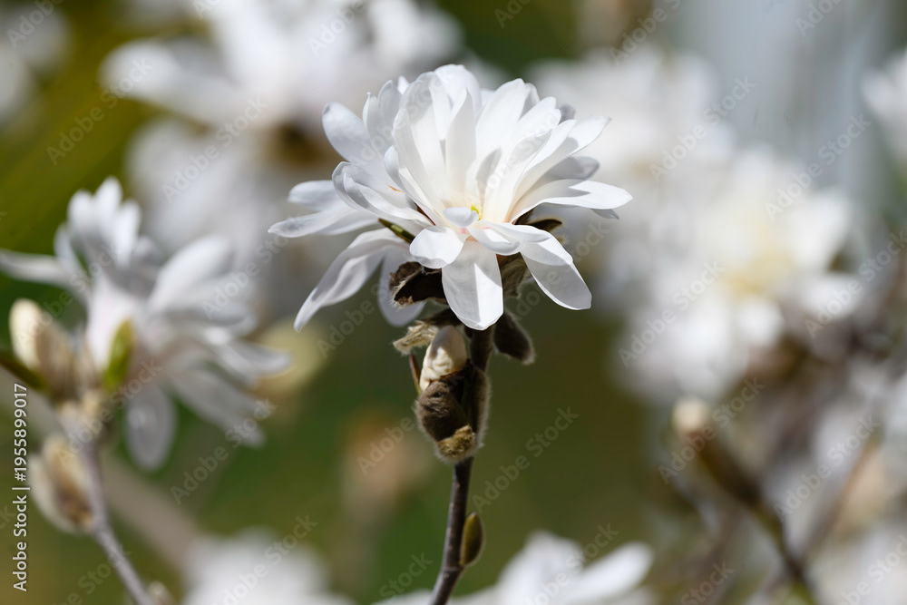 Photo by Lea Tyrrell | Available via Adobe Stock Images