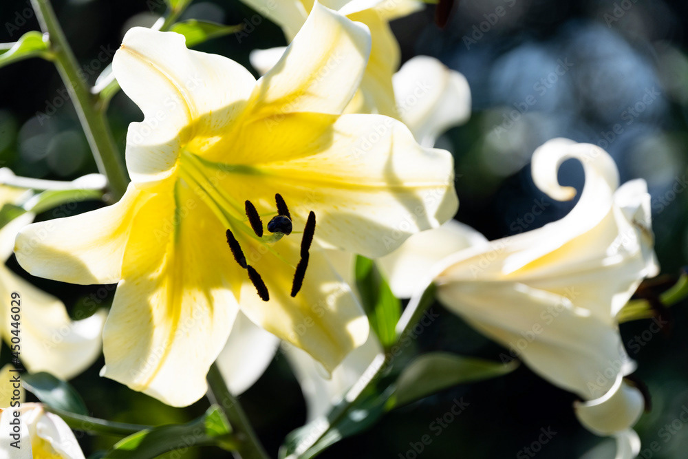 Photo by Lea Tyrrell | Available via Adobe Stock Images