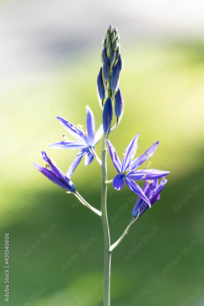 Photo by Lea Tyrrell | Available via Adobe Stock Images