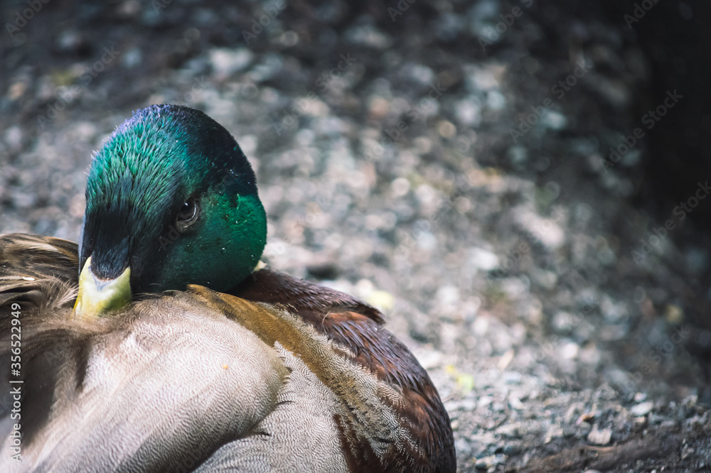 Photo by Lea Tyrrell | Available via Adobe Stock Images