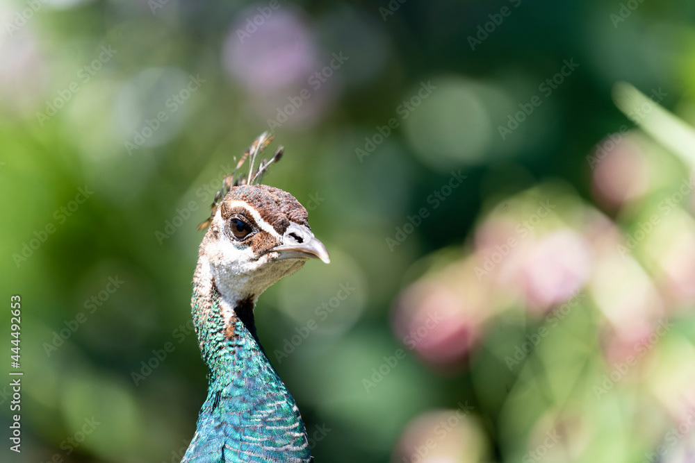 Photo by Lea Tyrrell | Available via Adobe Stock Images