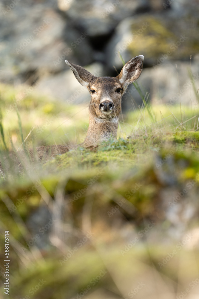 Photo by Lea Tyrrell | Available via Adobe Stock Images
