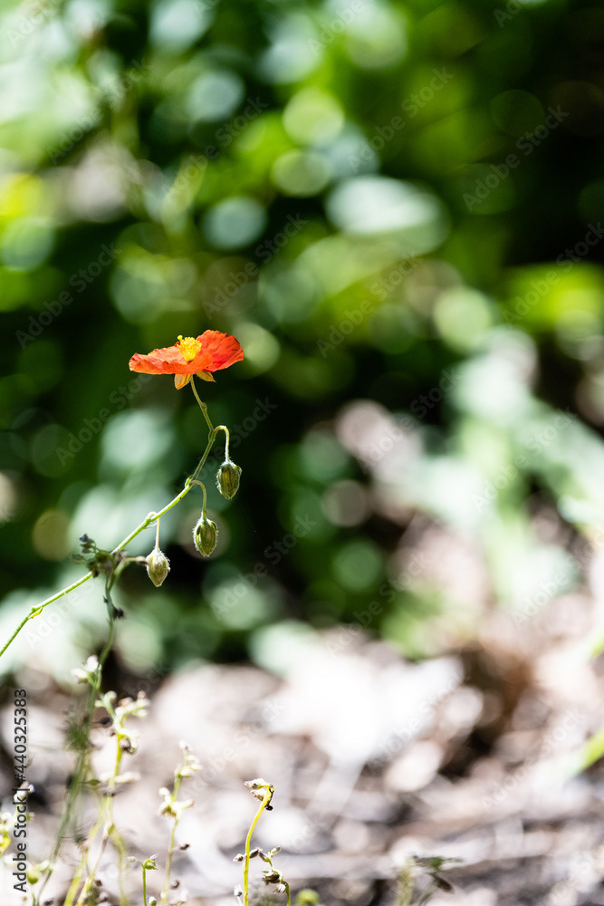 Photo by Lea Tyrrell | Available via Adobe Stock Images