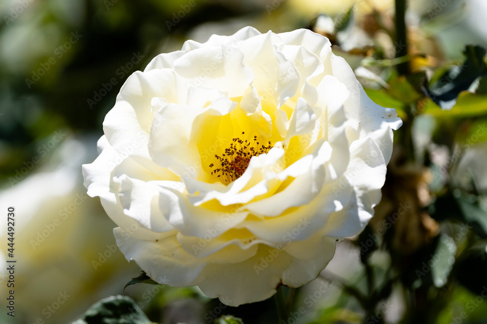 Photo by Lea Tyrrell | Available via Adobe Stock Images