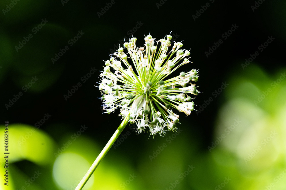 Photo by Lea Tyrrell | Available via Adobe Stock Images