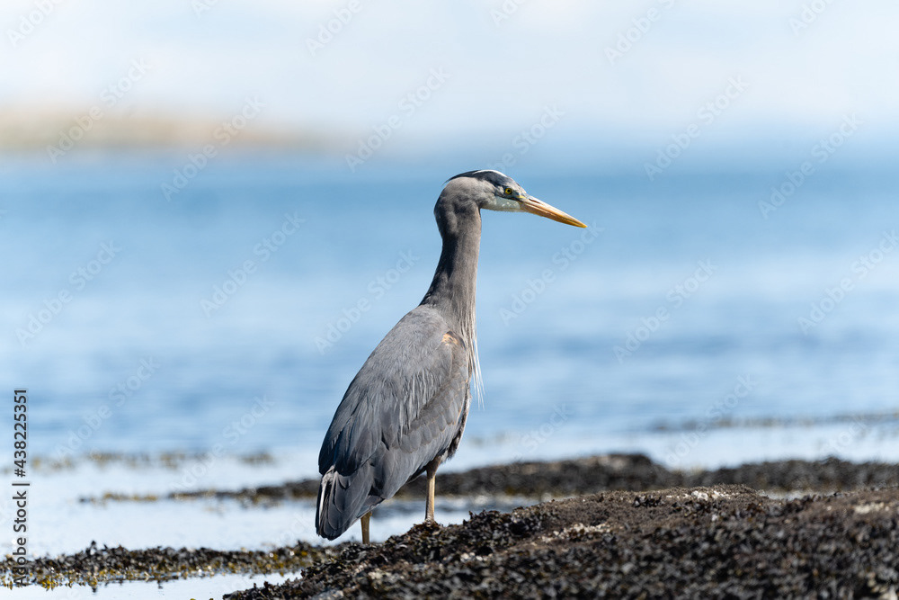 Photo by Lea Tyrrell | Available via Adobe Stock Images