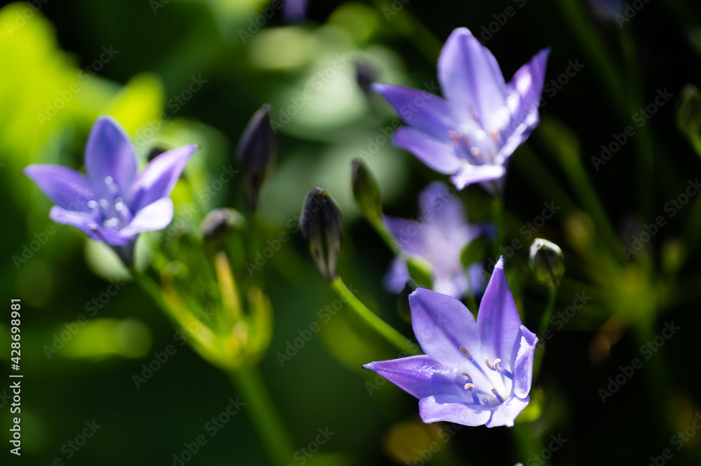 Photo by Lea Tyrrell | Available via Adobe Stock Images