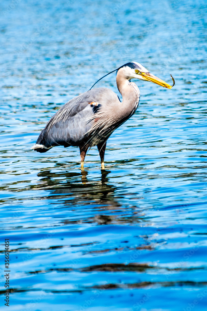 Photo by Lea Tyrrell | Available via Adobe Stock Images