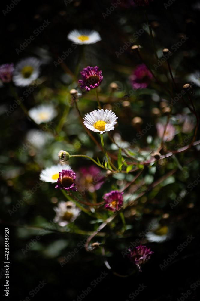 Photo by Lea Tyrrell | Available via Adobe Stock Images