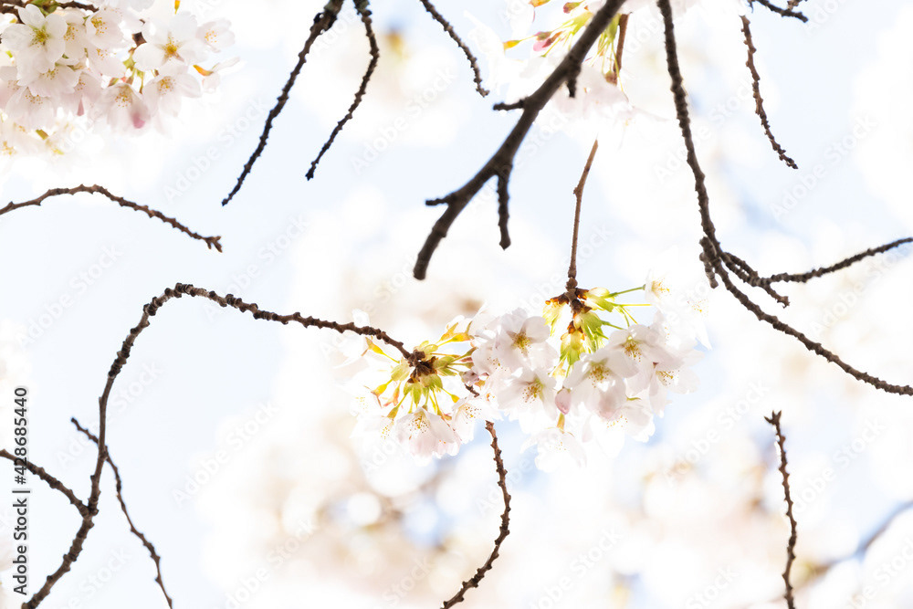 Photo by Lea Tyrrell | Available via Adobe Stock Images