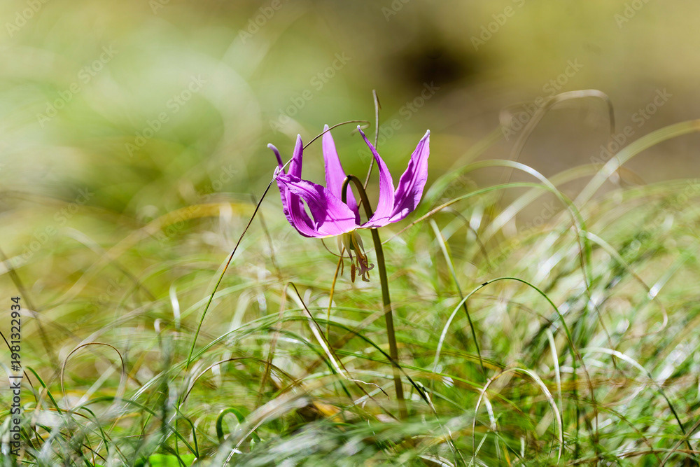 Photo by Lea Tyrrell | Available via Adobe Stock Images