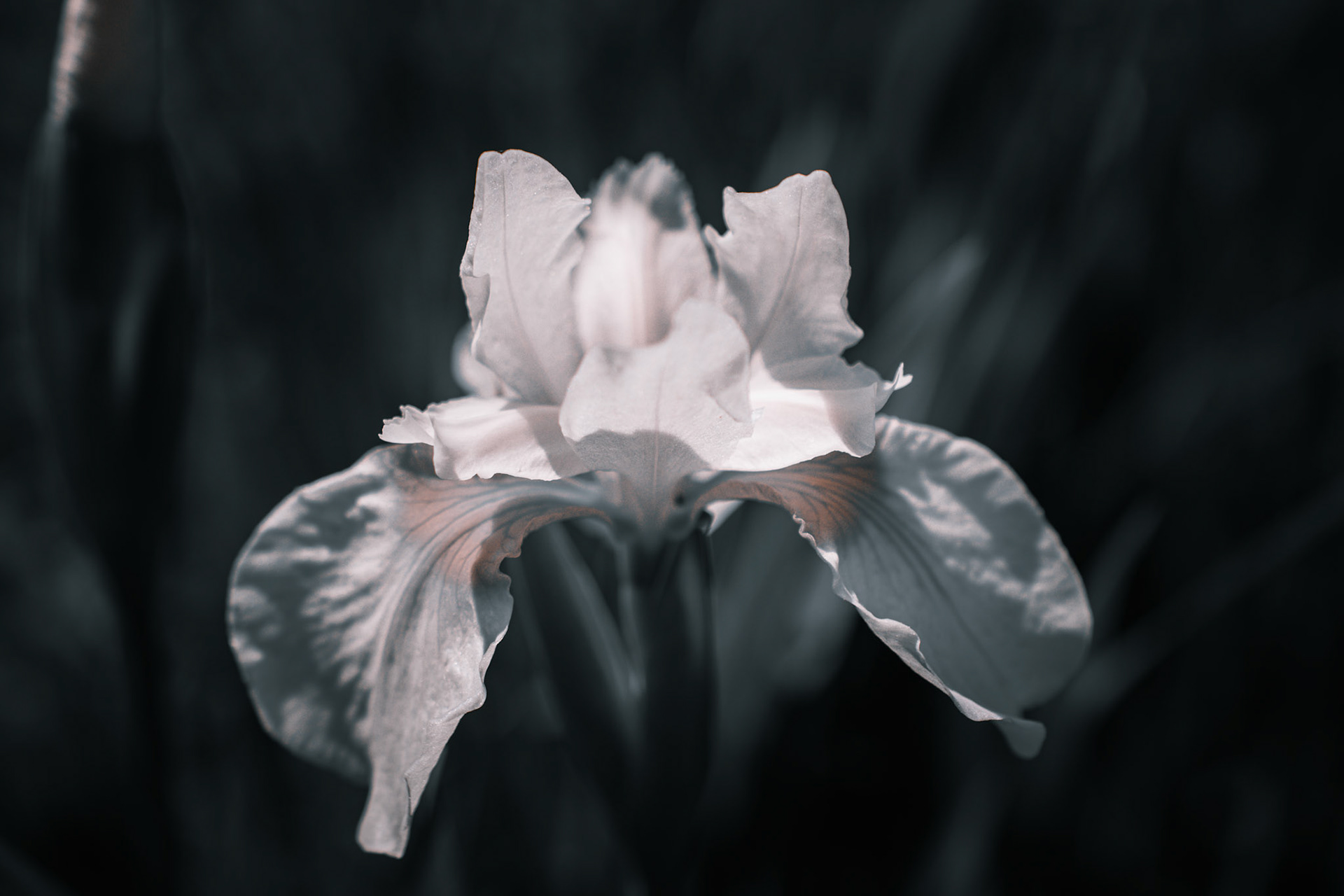 Black and White Iris No. 2