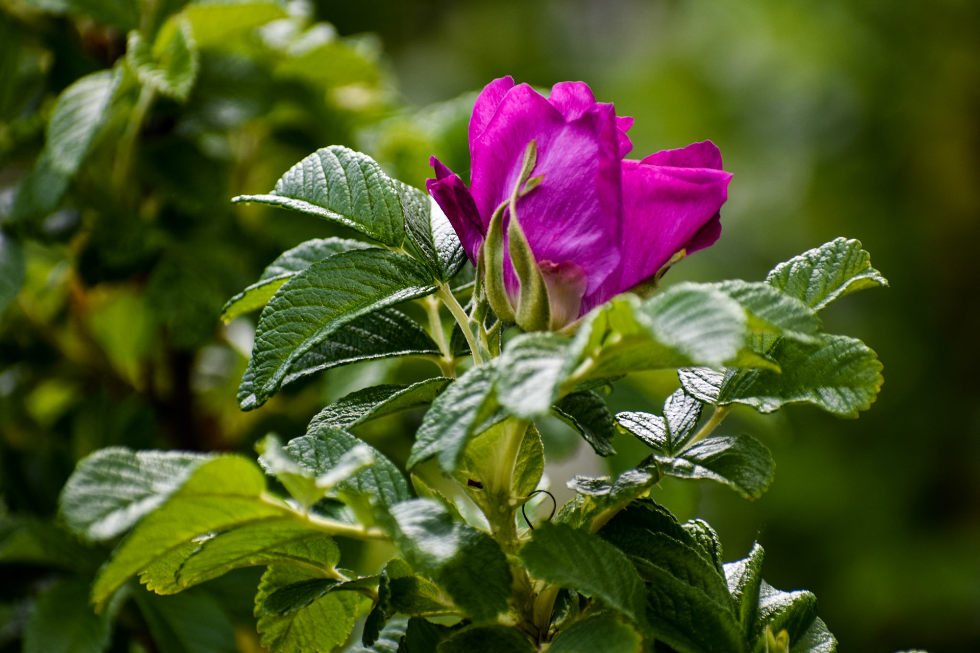 Rosa Rugosa