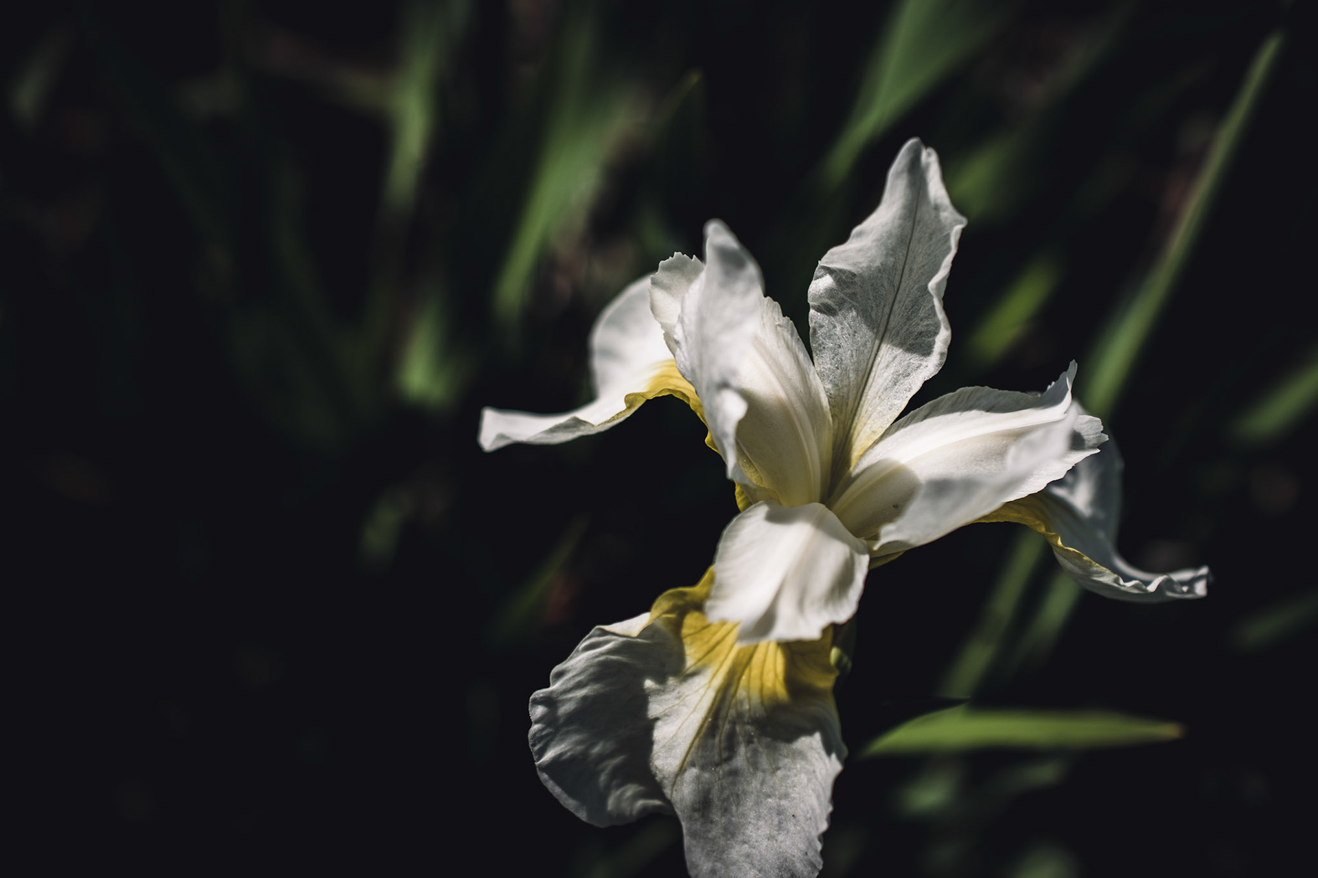 White Iris in Shadow