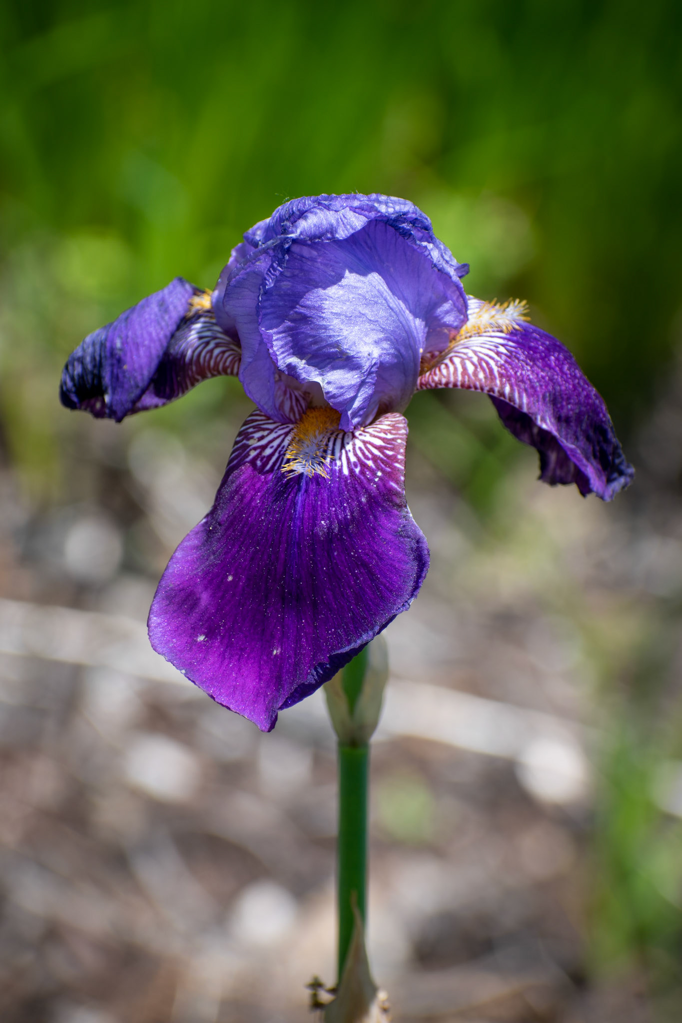 Purple Iris