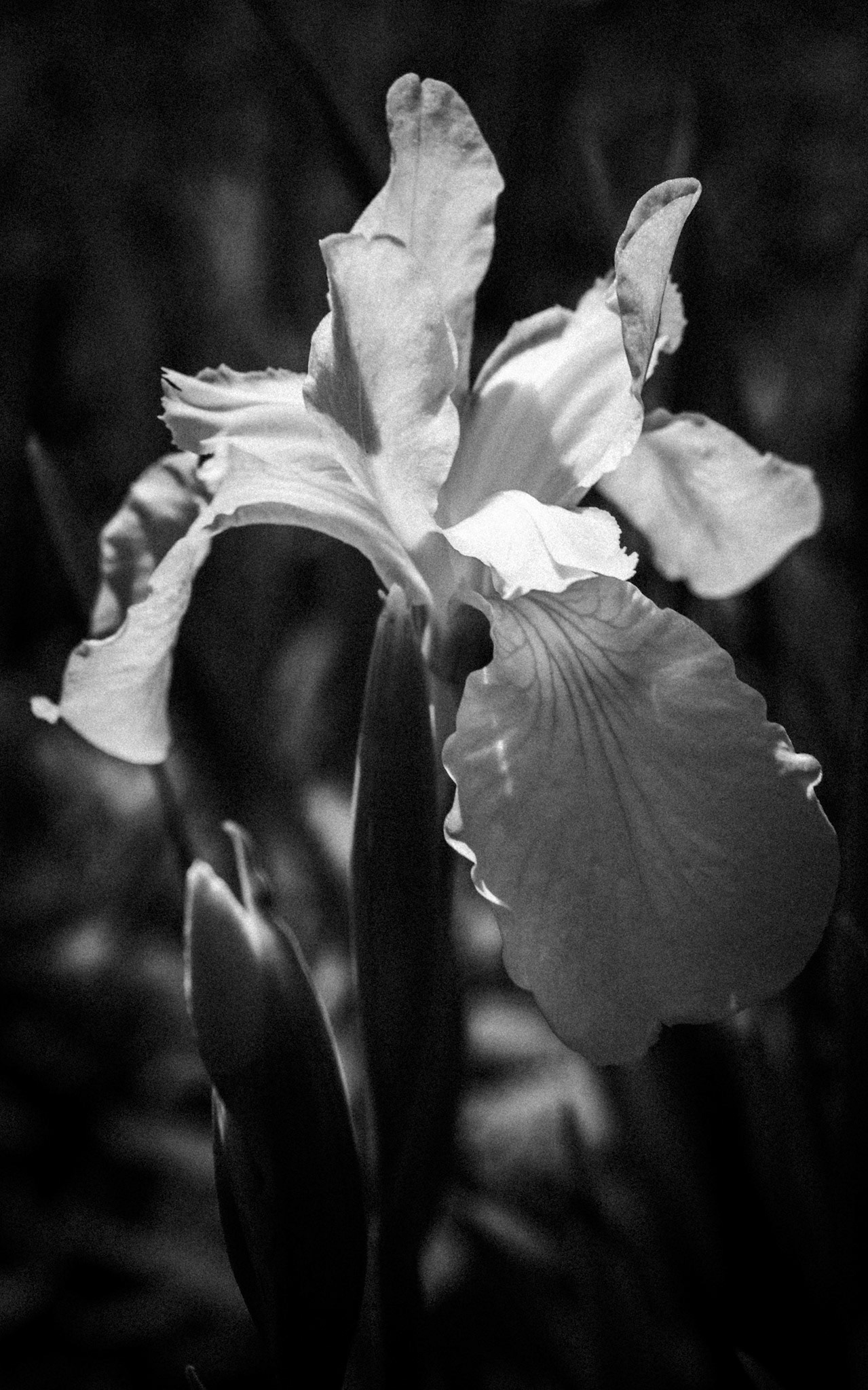Black and White Iris No. 1
