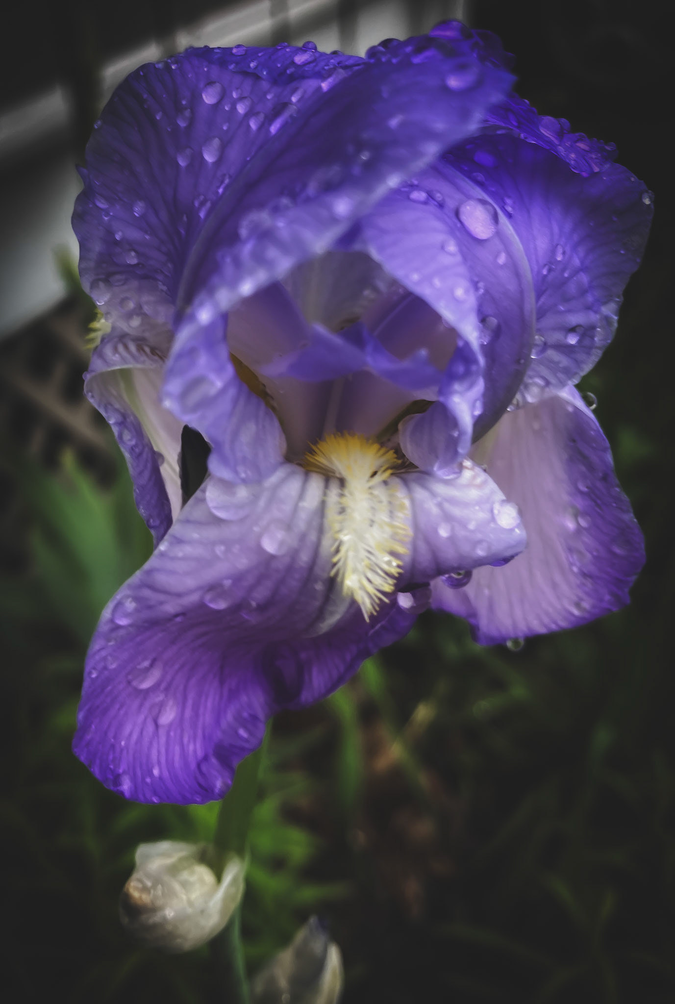 Purple Iris with Raindrops No. 1