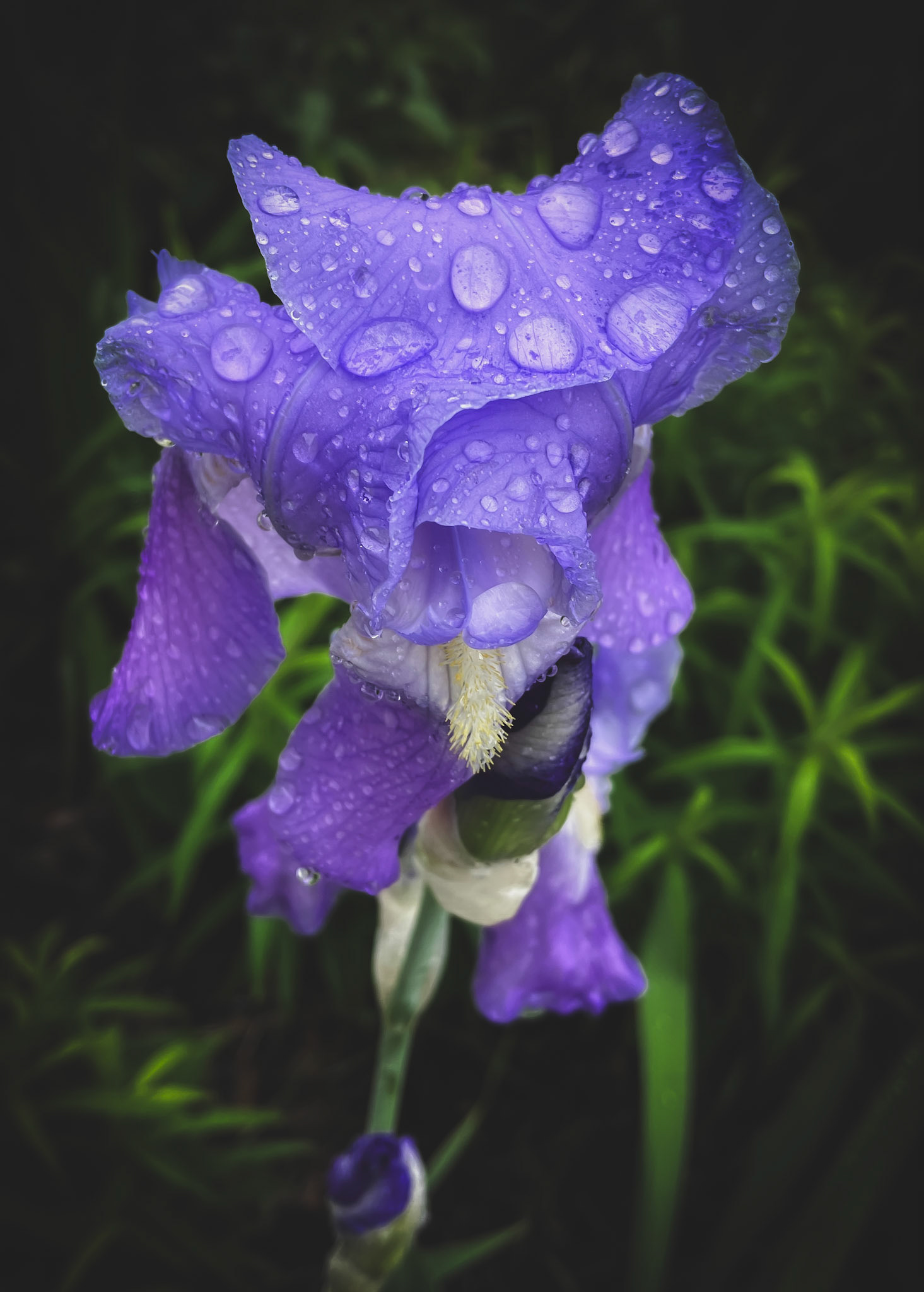 Purple Iris with Raindrops No. 2