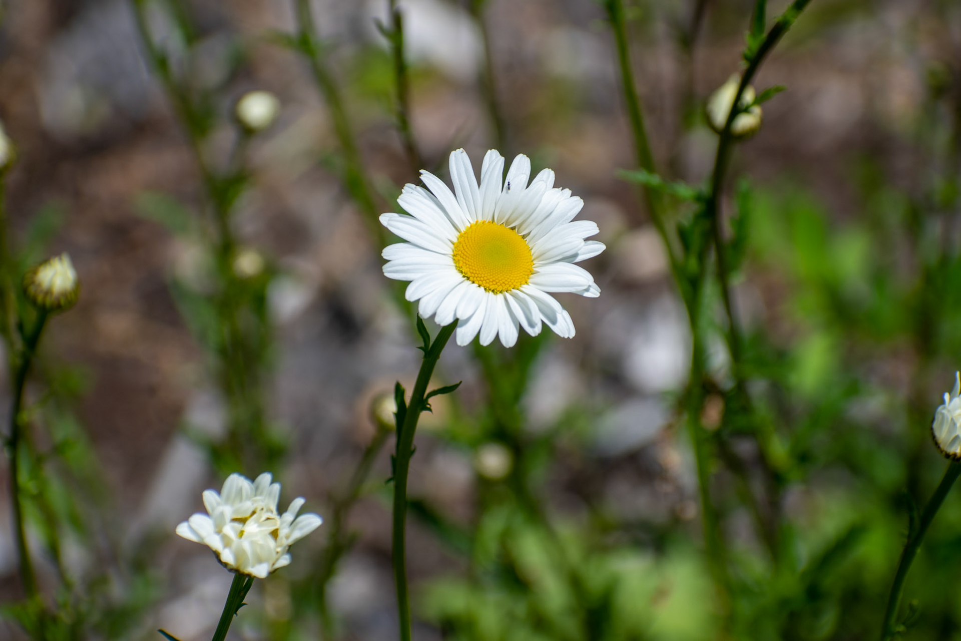 Oxeye Daisies