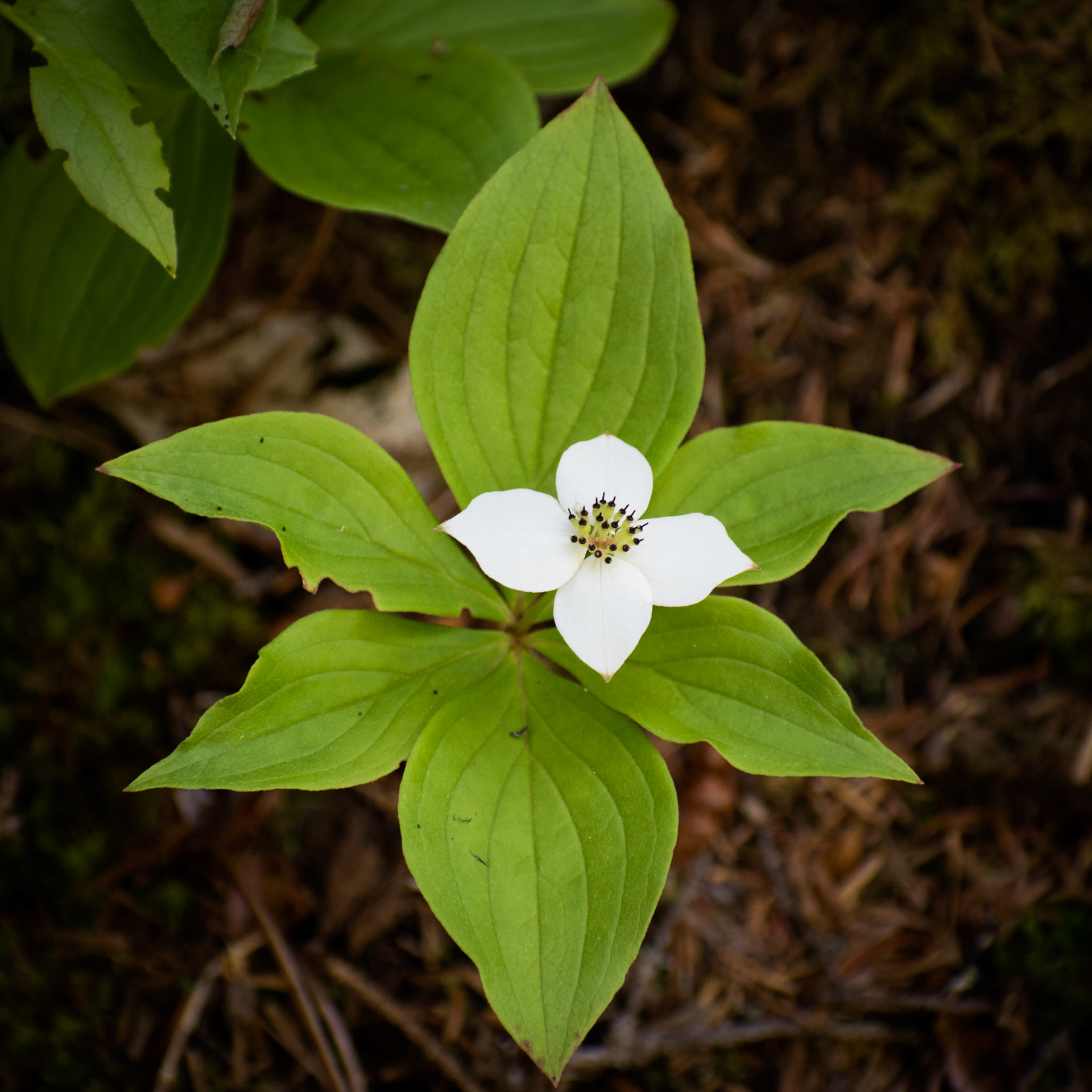 Bunchberry