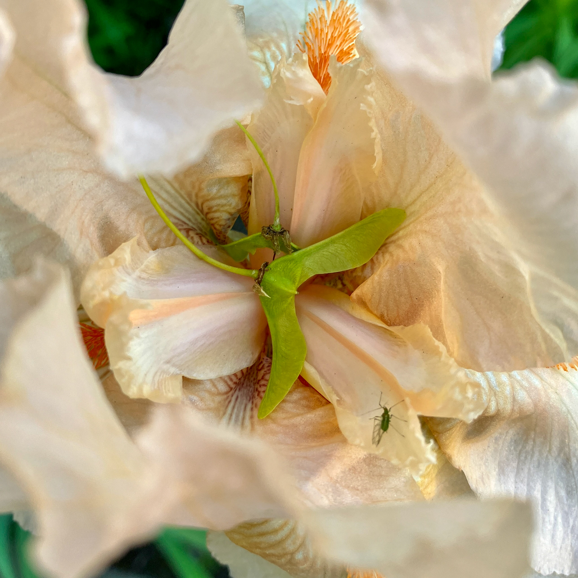 Center of a Peach Iris