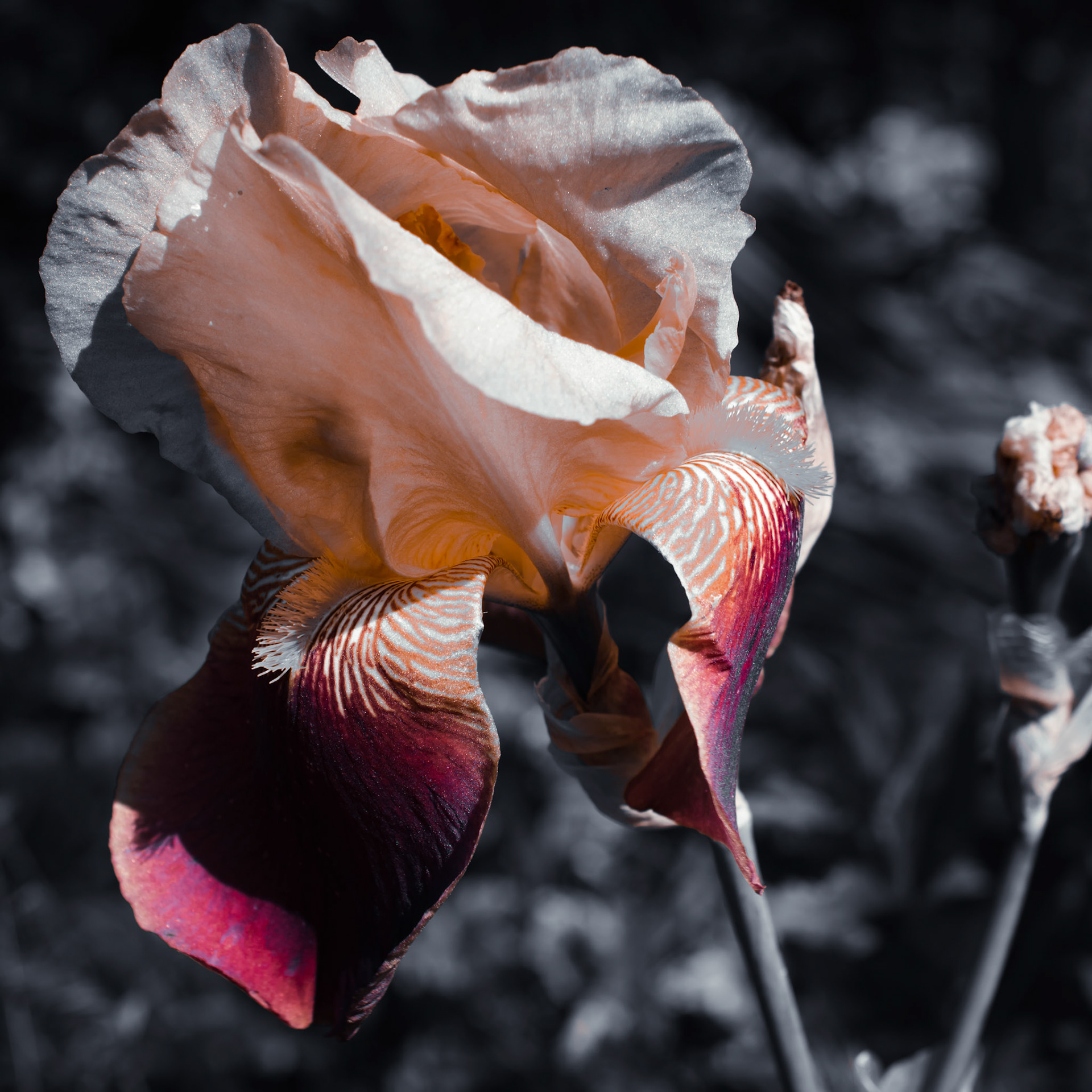 Orange and Red Iris