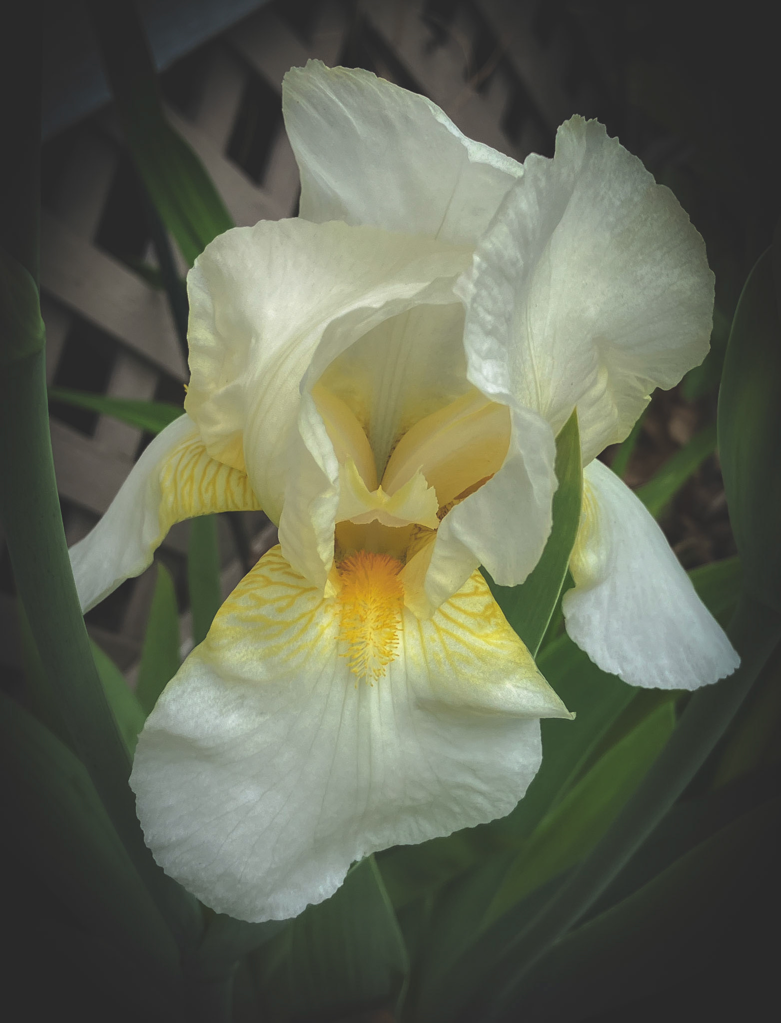Yellow and Cream Iris